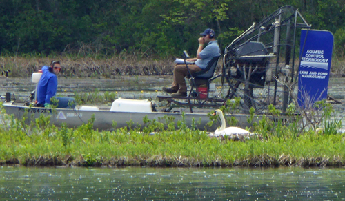 airboat passes swan